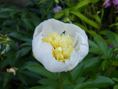 2018-05-31 Paeonia.jpg
