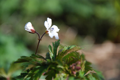 geranium_albiflorum_07.jpg