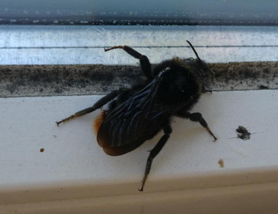Vllt Steinhummel.jpg