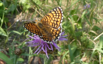 Melitaea cinxia Mai 2018.jpg