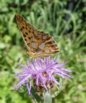 Issoria lathonia Mai 2018.jpg