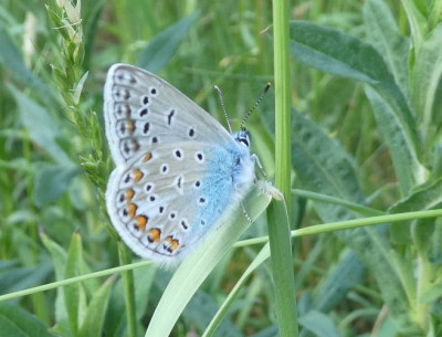 Himmelblauer Bläuling 180525.jpg
