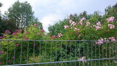 DSC_0065.JPG