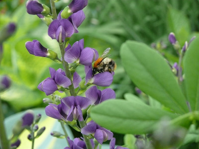 b2105547_800.jpg