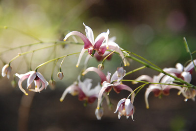 epimedium_omeiense.jpg