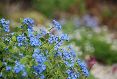 brunnera_macrophylla_langtrees.jpg