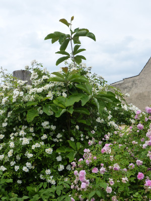 2018-06-01 Magnolia obovata.jpg