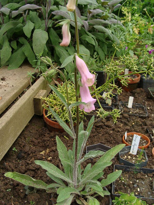 Digitalis minor18-1.jpg