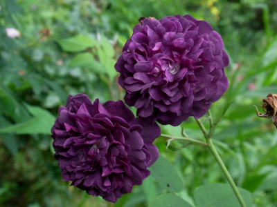 CafdV_Centilolia a fleurs doubles violettes_RIMG1302.JPG