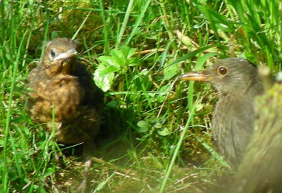 amsel_mit_mutter1.jpg