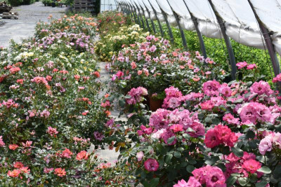 persische Rosen Hulthemia 021.JPG