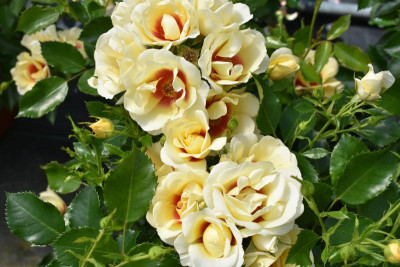 persische Rosen Hulthemia 028.JPG