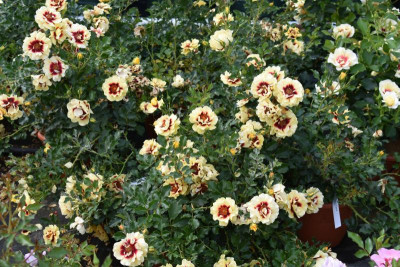 persische Rosen Hulthemia 009.JPG
