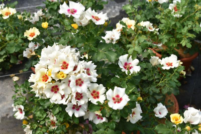 persische Rosen Hulthemia 013.JPG