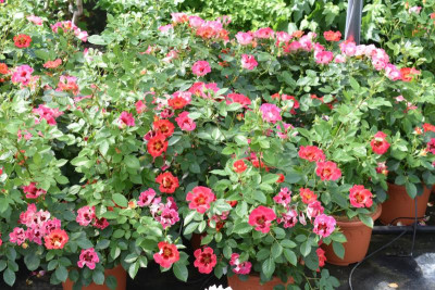 persische Rosen Hulthemia 002.JPG