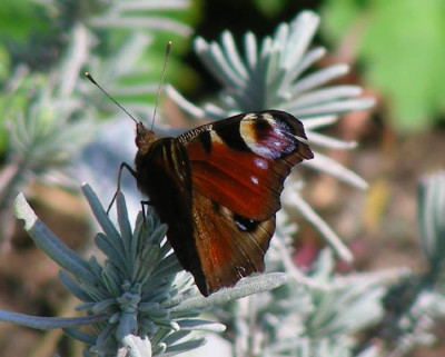 schmetterlind6.jpg