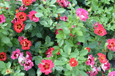 persische Rosen Hulthemia 005.JPG