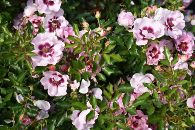 persische Rosen Hulthemia 026.JPG
