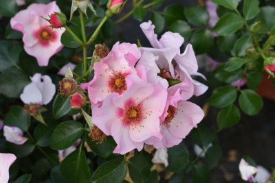 persische Rosen Hulthemia 032.JPG