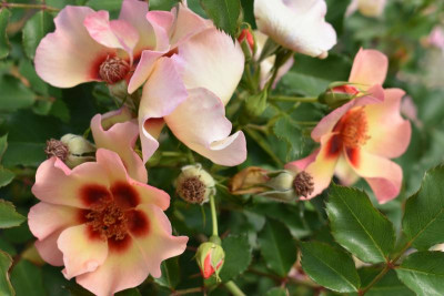 persische Rosen Hulthemia 037.JPG