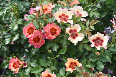 persische Rosen Hulthemia 019.JPG