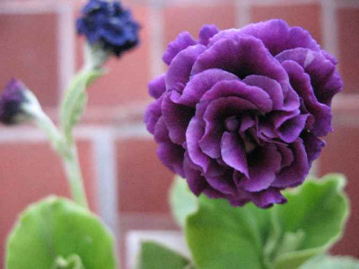 7.4.07._Primula_x_pubescens_Marie_Crousse_003.JPG