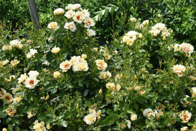 persische Rosen Hulthemia 014.JPG