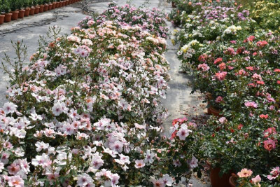 persische Rosen Hulthemia 023.JPG