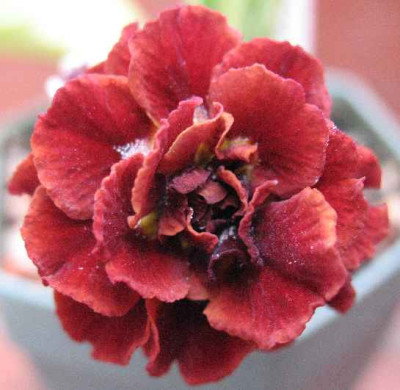 7.4.07.__Primula_x_pubescens_Little_Rosette_013.JPG