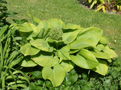 2018-06-01 Hosta 'Fried Bananas'.jpg
