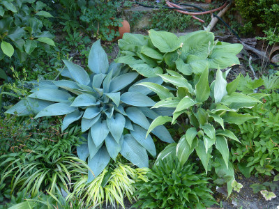 2018-06-01 Hosta.jpg