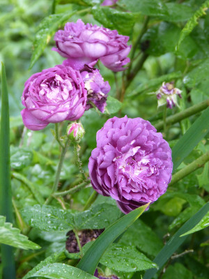 2018-06-01 Rosen 'Cardinal de Richelieu'.jpg