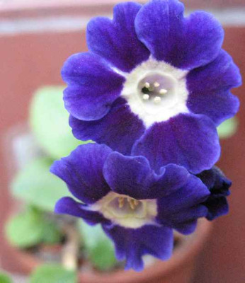 7.4.07._Primula_x_pubescens_Blue_Velvet__005.JPG