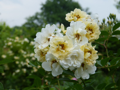 2018-06-01 Rosen 'Christine Helene' 2.jpg