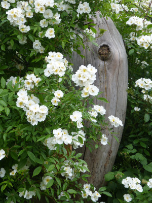 2018-06-01 Rosen 'Darlow's Enigma' 2.jpg