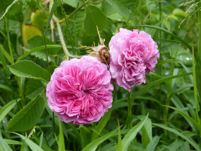 2018-06-01 Rosen 'Duc de Cambridge' 1.jpg