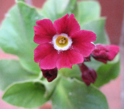 7.4.07._Primula_x_pubescens_Rufus__007.JPG