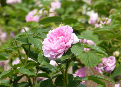 2018-06-01 Rosen 'La Diaphane'.jpg