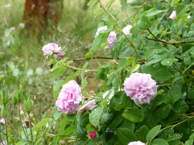 2018-06-01 Rosen 'Leda'.jpg