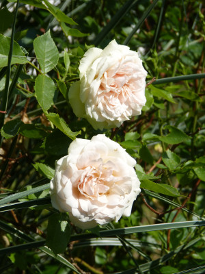 2018-06-01 Rosen 'Lovely Green'.jpg