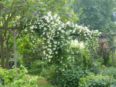 2018-06-01 Rosen 'Lykkefund' 2.jpg