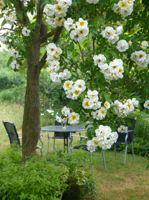 2018-06-01 Rosen 'Lykkefund' 3.jpg