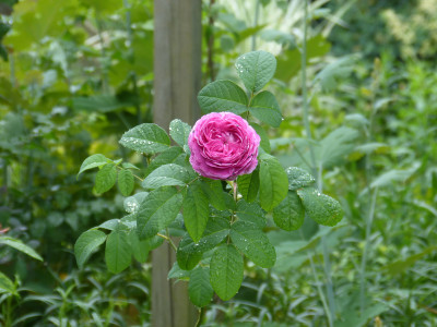 2018-06-01 Rosen 'Ohl' 1.jpg