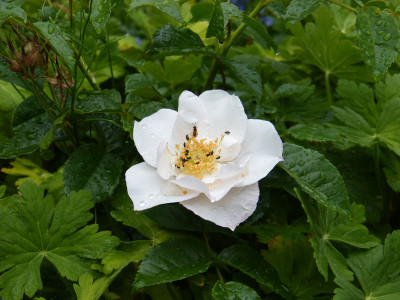 2018-06-01 Rosen 'Pearl Drift'.jpg
