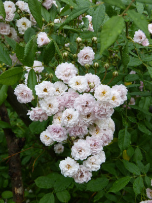 2018-06-01 Rosen 'Witzenhausen'.jpg