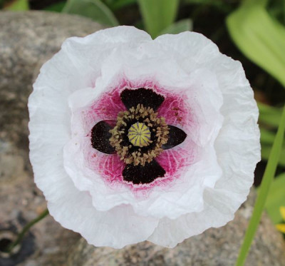 Papaver20.jpg