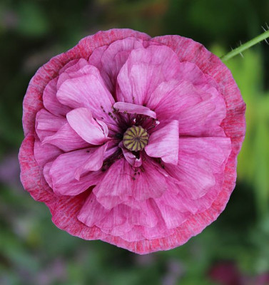 Papaver17.jpg