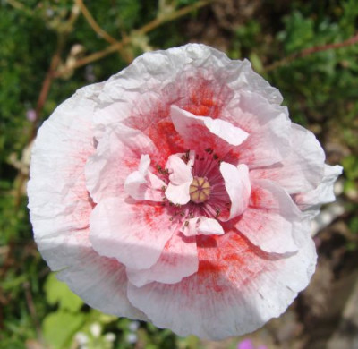 Papaver rhoeas gefüllte Mischung 2.jpg