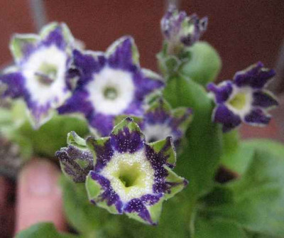 7.4.07._Primula_x_pubescens_Star_Flowers__018.JPG
