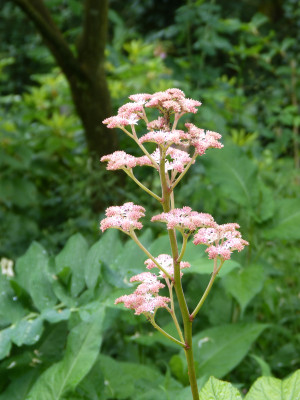 2018-06-01 Rodgersia 'Maurice Mason'.jpg